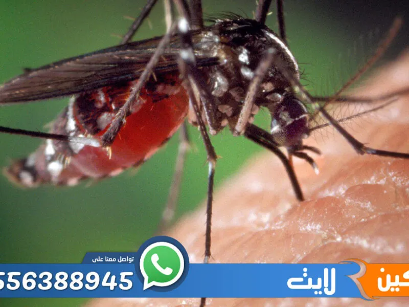 شركة مكافحة الناموس بالرياض