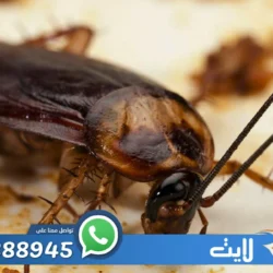 مكافحة الصراصير شمال الرياض