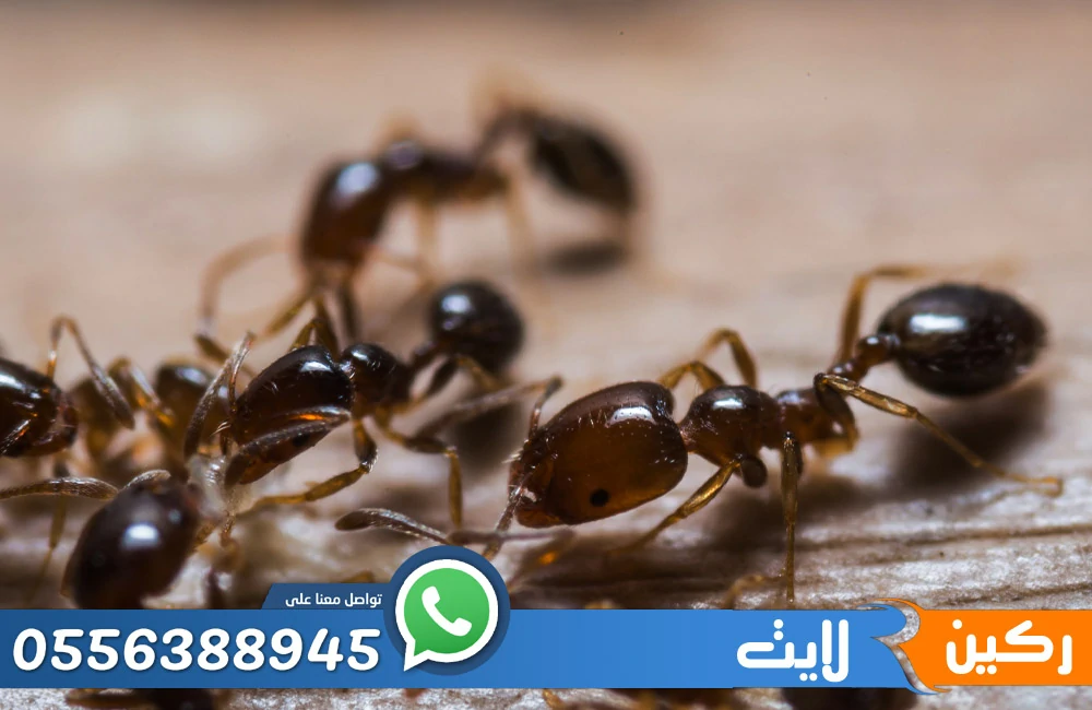 ارقام شركة مكافحة النمل الاسود بالرياض