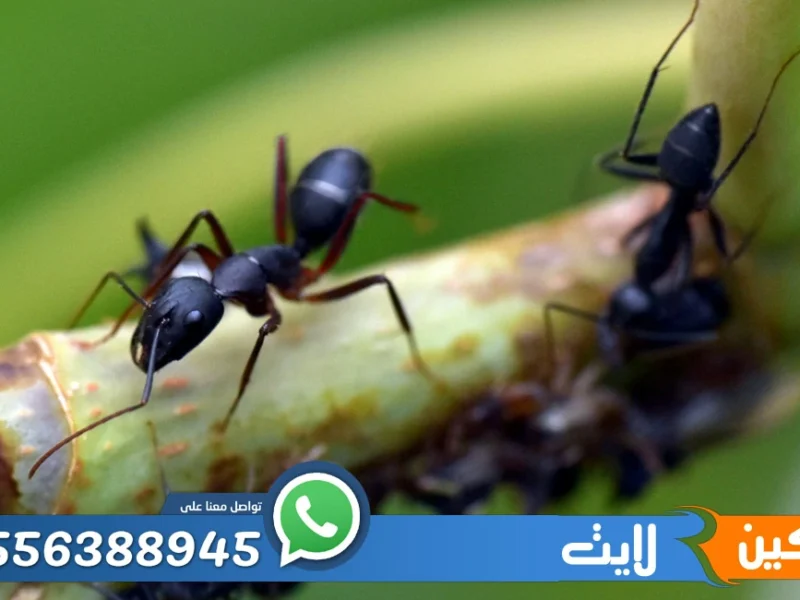 شركة مكافحة النمل الاسود بالرياض