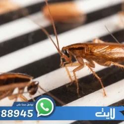مكافحة الصراصير المنزل الرياض
