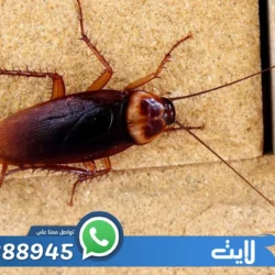شركة مكافحة الصراصير الرياض
