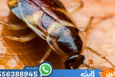 شركة مكافحة الصراصير الرياض