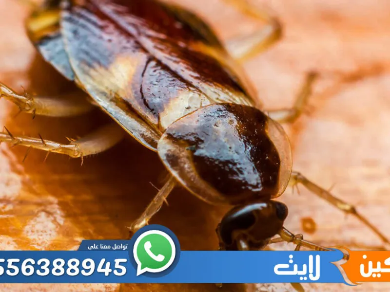 شركة مكافحة الصراصير الرياض