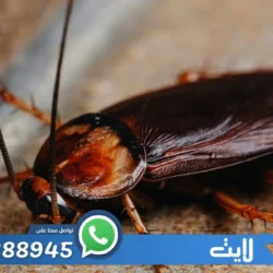 شركة مكافحة الصراصير الرياض