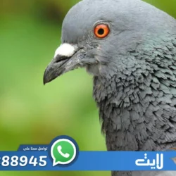 شركة تركيب طارد حمام بالرياض