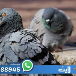 شركة تركيب طارد حمام بالرياض