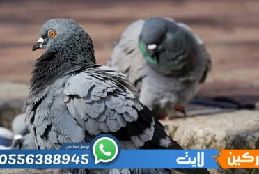 شركة تركيب طارد حمام بالرياض