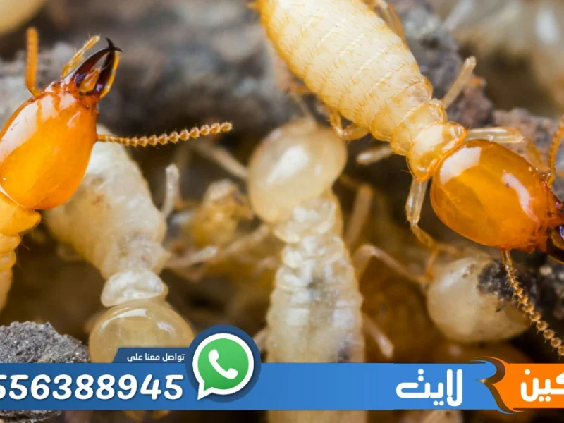 شركة مكافحة النمل الابيض بالرياض